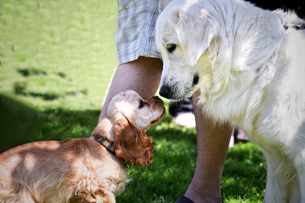 Um cachorro e um homem estão parados na grama e um deles está farejando o focinho de um cachorro branco.