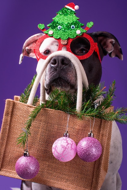 Um cachorro em óculos de carnaval segura uma sacola com uma árvore de Natal e bolas de Natal Compras para o feriado de Ano Novo