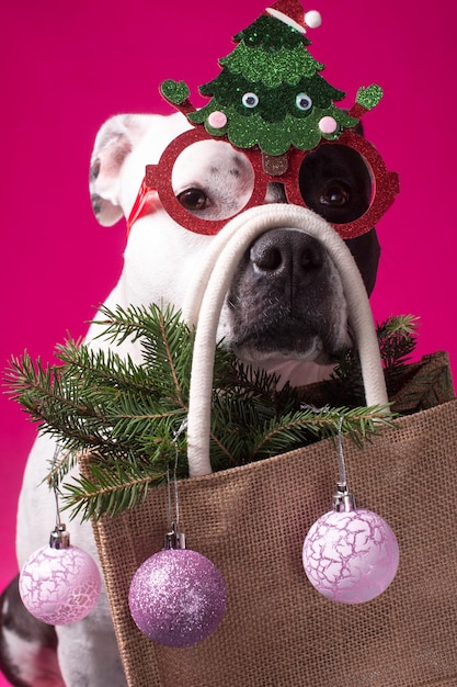 Um cachorro em óculos de carnaval segura uma sacola com uma árvore de Natal e bolas de Natal Compras para o feriado de Ano Novo