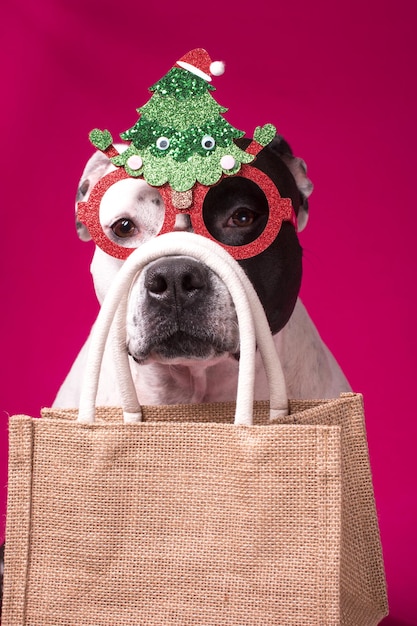 Um cachorro em óculos de carnaval segura uma sacola com uma árvore de Natal e bolas de Natal Compras para o feriado de Ano Novo