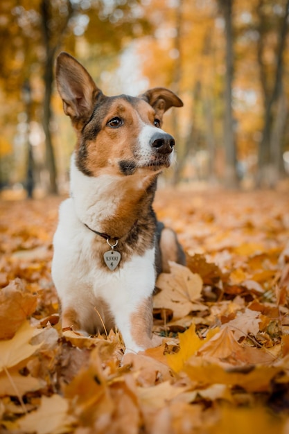 Um cachorro em um parque com folhas de outono no chão