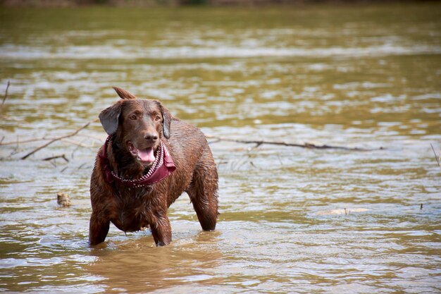 Foto um cachorro em um rio usando uma coleira