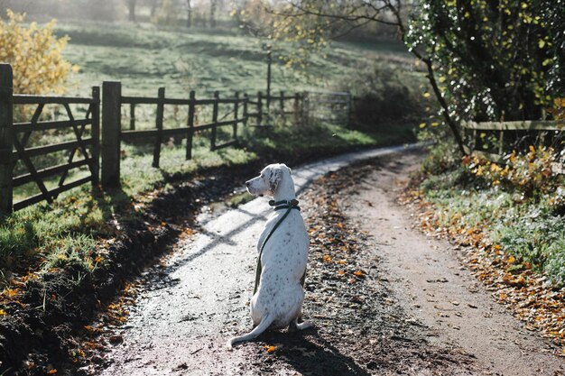 Um cachorro em uma estrada rural no inverno