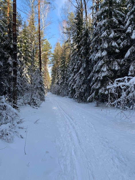 Um cachorro em uma floresta de neve caminha na estrada ao longo da pista de esqui com bom tempo