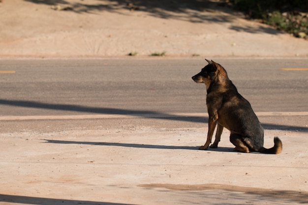 Um cachorro espera