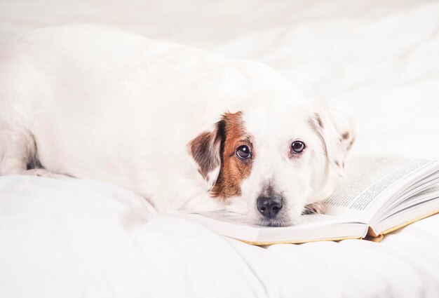 Um cachorro está deitado com um livro.