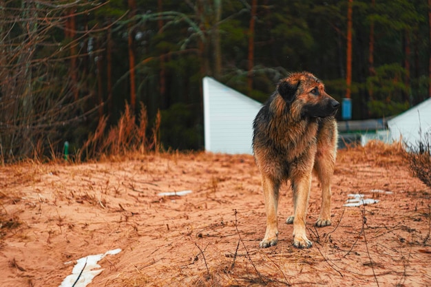 Foto um cachorro está em um campo com uma casa branca ao fundo.