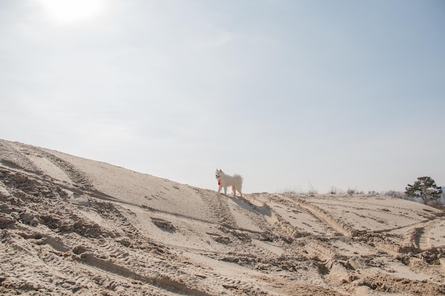 Um cachorro está em uma duna de areia com marcas de pneus ao fundo.