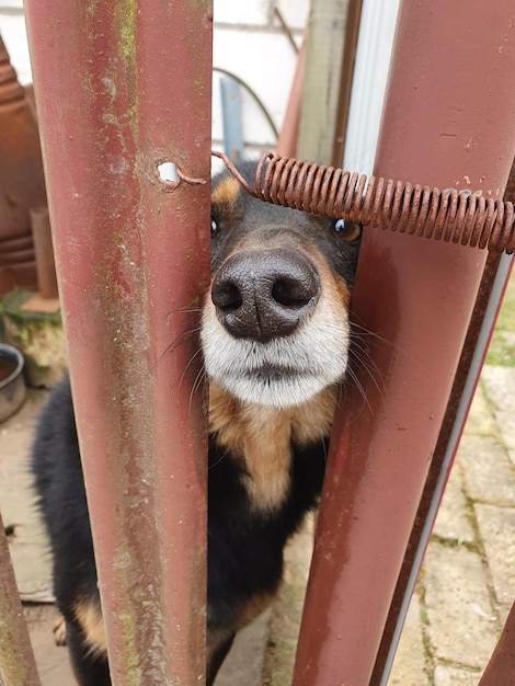 Foto um cachorro está olhando para a câmera e tem o focinho preto.