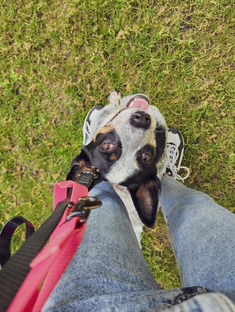 Um cachorro está olhando para o dono com uma coleira presa à perna