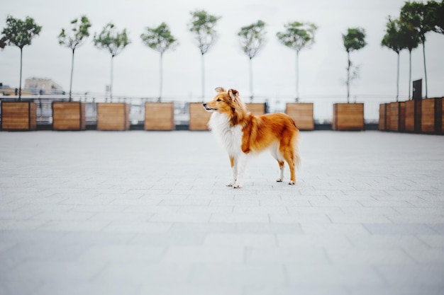 Um cachorro está parado em um pátio com árvores ao fundo.