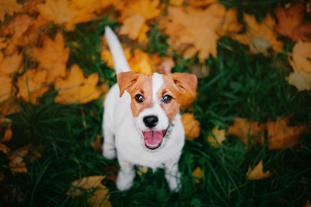 Um cachorro está parado na grama com folhas amarelas.