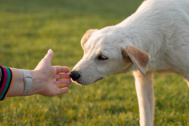 Um cachorro está sendo alimentado por uma pessoa