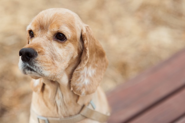 Um cachorro está sentado em um banco em um parque ao ar livre e olhando para algo