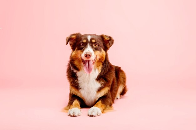 Um cachorro está sentado em um fundo rosa com a palavra aussie na frente.