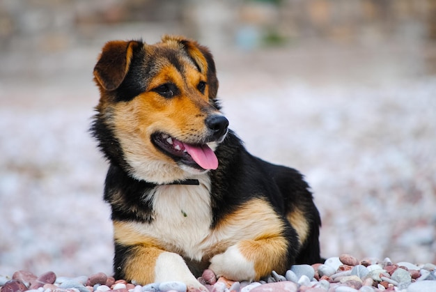 Um cachorro faminto olhando para longe em busca de comida