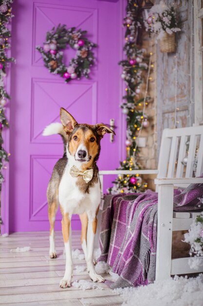 Um cachorro fica na frente de uma porta roxa com uma árvore de natal atrás dela.