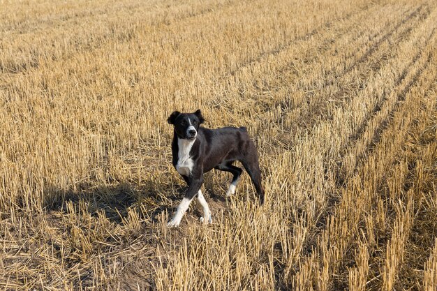 Um cachorro fica parado em um campo de trigo após a colheita. grandes fardos redondos de palha.