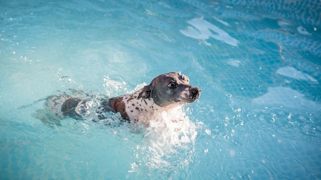 Um cachorro fofo (American Hairless Terrier) está nadando em uma piscina