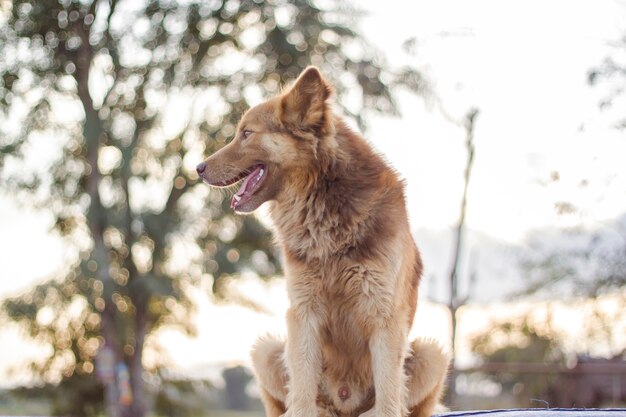 Um cachorro fofo na fazenda