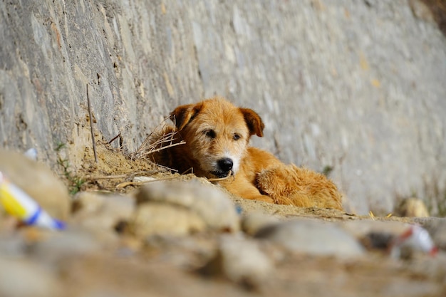 Um cachorro fofo sentado na imagem da estrada