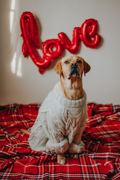 Foto um cachorro fofo sentado no chão com balões de amor