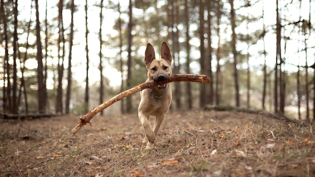 Um cachorro grande brinca com um pedaço de pau na floresta.