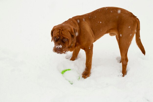 Um cachorro grande fica na neve e quer brincar de enorme mastim francês ao ar livre no inverno