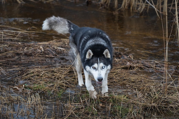 Um cachorro husky de olhos azuis caminha por um riacho