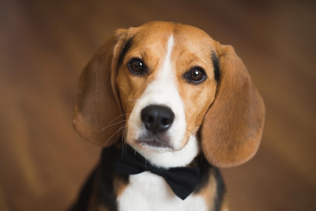 Um cachorro inteligente em uma gravata borboleta em um casamento.