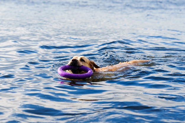 Um cachorro labrador nada nas águas claras do lago com um brinquedo de anel