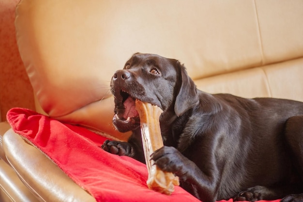 Um cachorro labrador preto com um osso O animal está deitado no sofá no cobertor