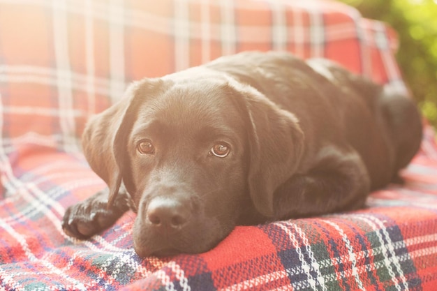 Um cachorro labrador preto está deitado na cama no sofá foco suave apenas nos olhos do cachorro