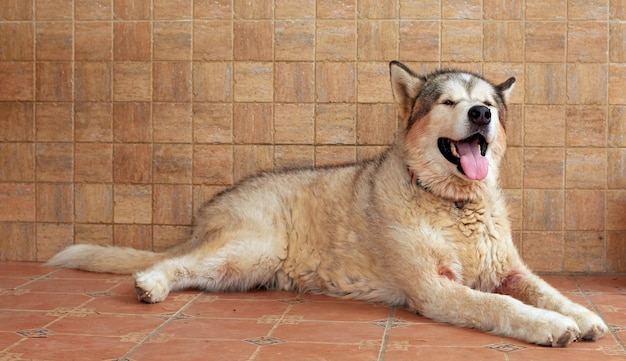 Um cachorro Malamute do Alasca mostrando a língua