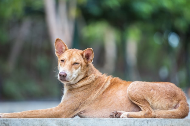 Um, cachorro marrom, deitando, ligado, cimento, plataforma, parque