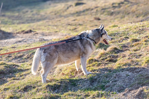 Um cachorro na coleira está olhando para a câmera