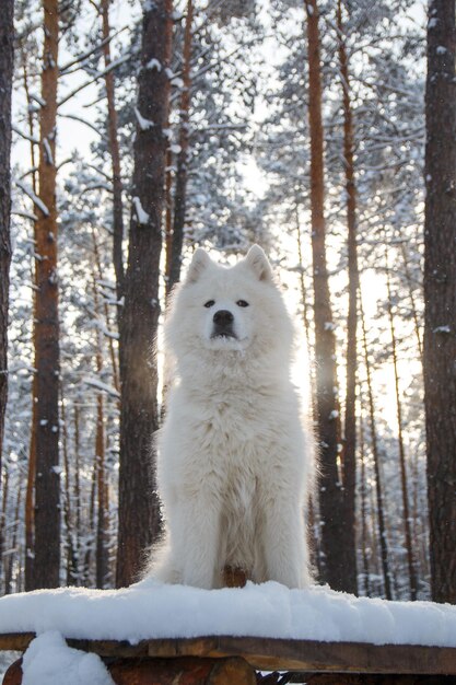 Foto um cachorro na floresta com neve no nariz