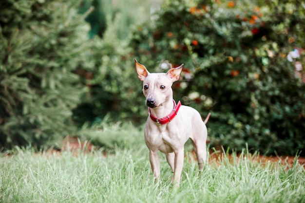 Um cachorro na grama com uma coleira vermelha