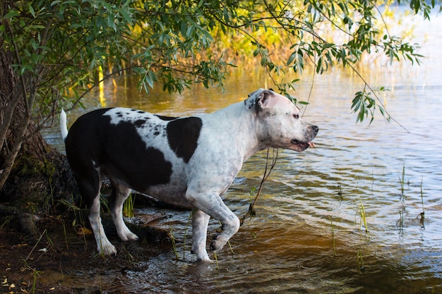 Um cachorro na margem do rio Natureza e árvores verdes na lagoa