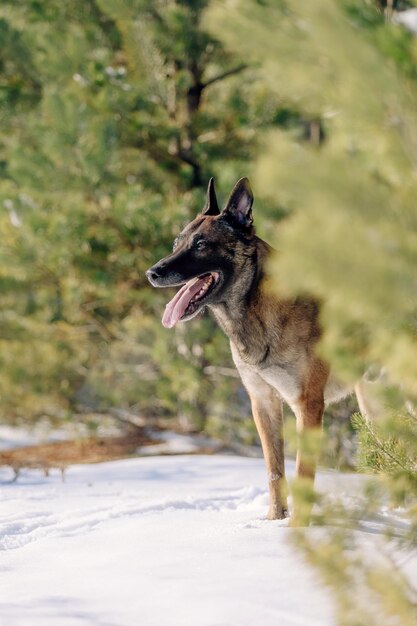 um cachorro na neve