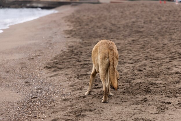 Um cachorro na praia