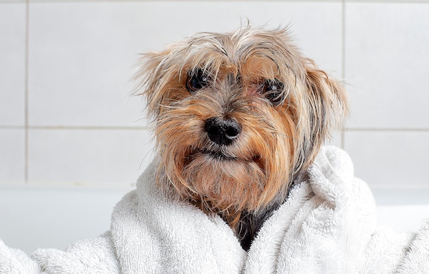 Um cachorro no banheiro em uma toalha. O yorkshire terrier está no banheiro de casa.