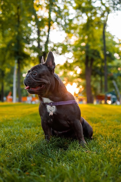 Um cachorro no fundo do parque E os raios do sol que o iluminam por trás preparado para correr