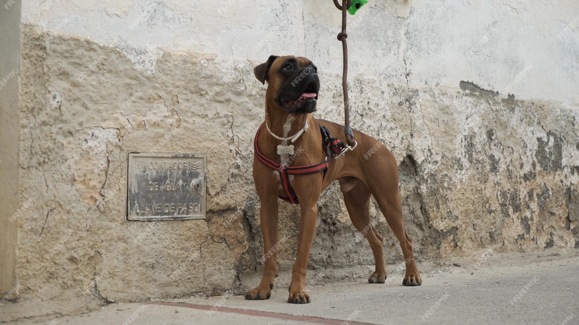 MUROS – ALEMÃO DAS PEDRAS