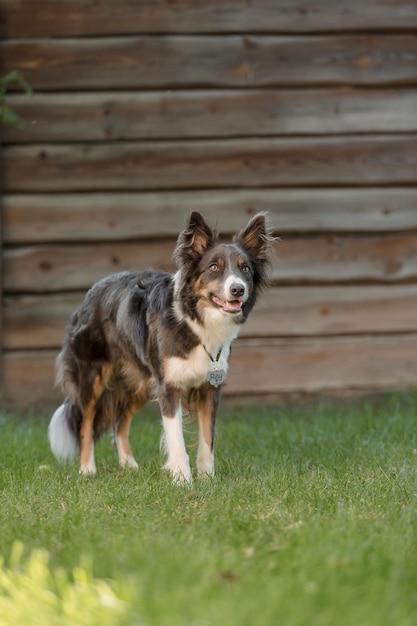Um cachorro parado na grama em frente a uma parede de madeira.
