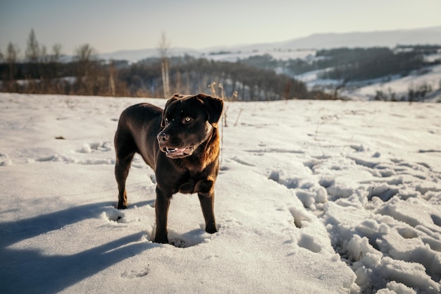 Um cachorro parado na neve um Labrador