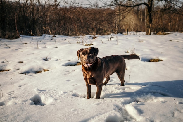 Um cachorro parado no topo de um campo coberto de neve