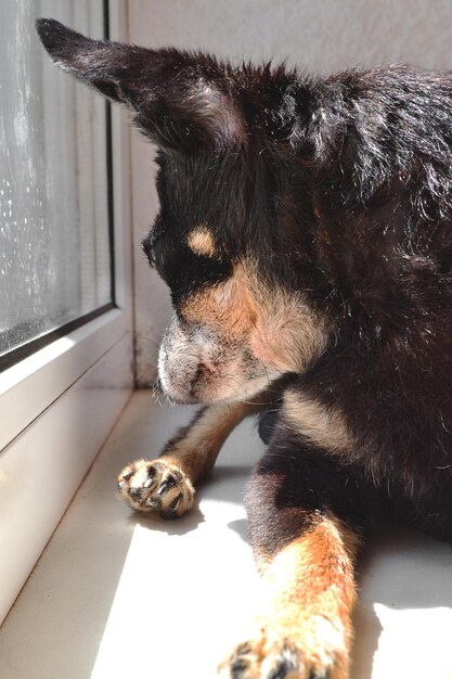 Um cachorro pequeno está sentado no parapeito da janela