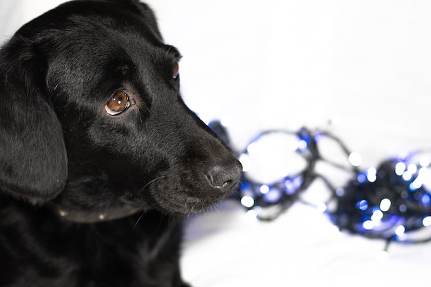 Um cachorro preto com olhos tristes deita em um cobertor branco com luzes azuis de natal nas costas