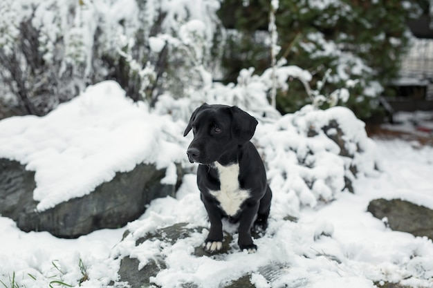 Foto um cachorro preto com orelhas compridas senta-se na neve. um spaniel.